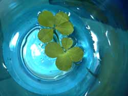 four_leaf