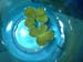 four_leaf