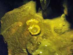 luray_caverns (14)