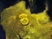 luray_caverns14