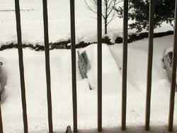 winter (16)